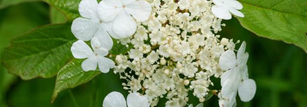 Der Gemeine Schneeball (Viburnum opulus), eine von vielen heimischen Gehölzarten, die es im Botanikkurs zu entdecken gibt.