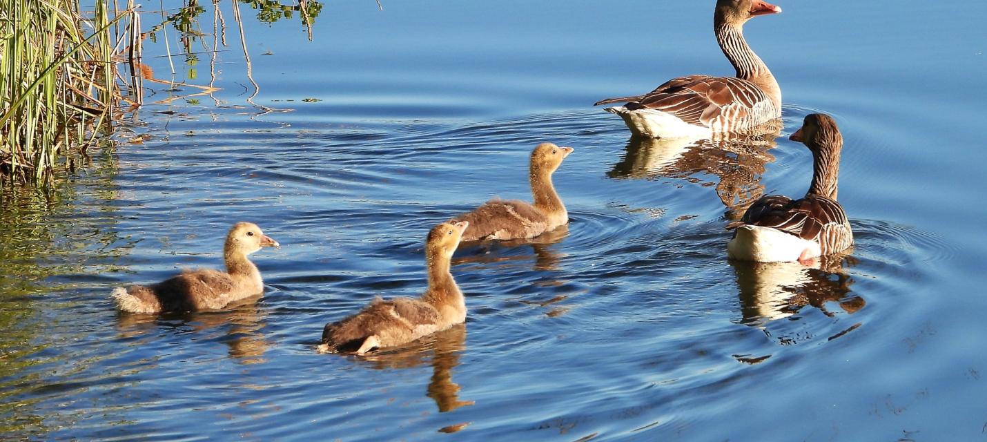 Familie Graugrans