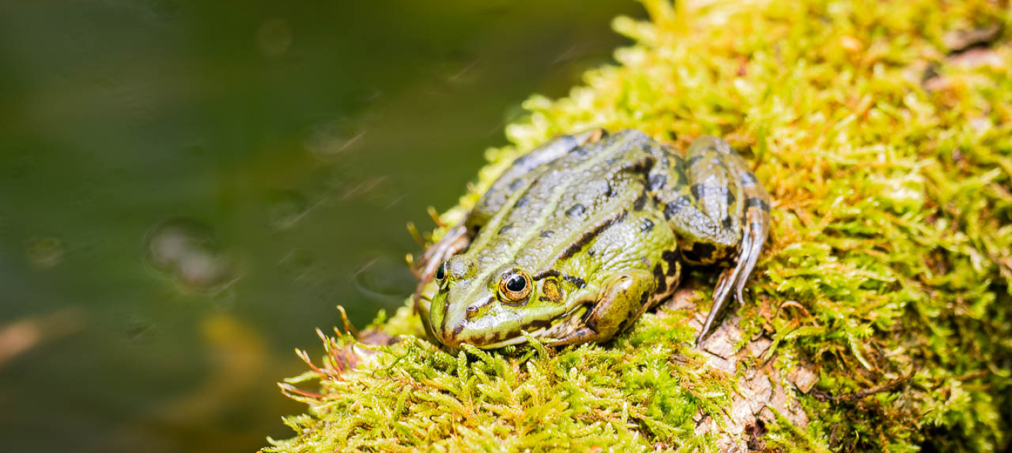 Amphibienschutz