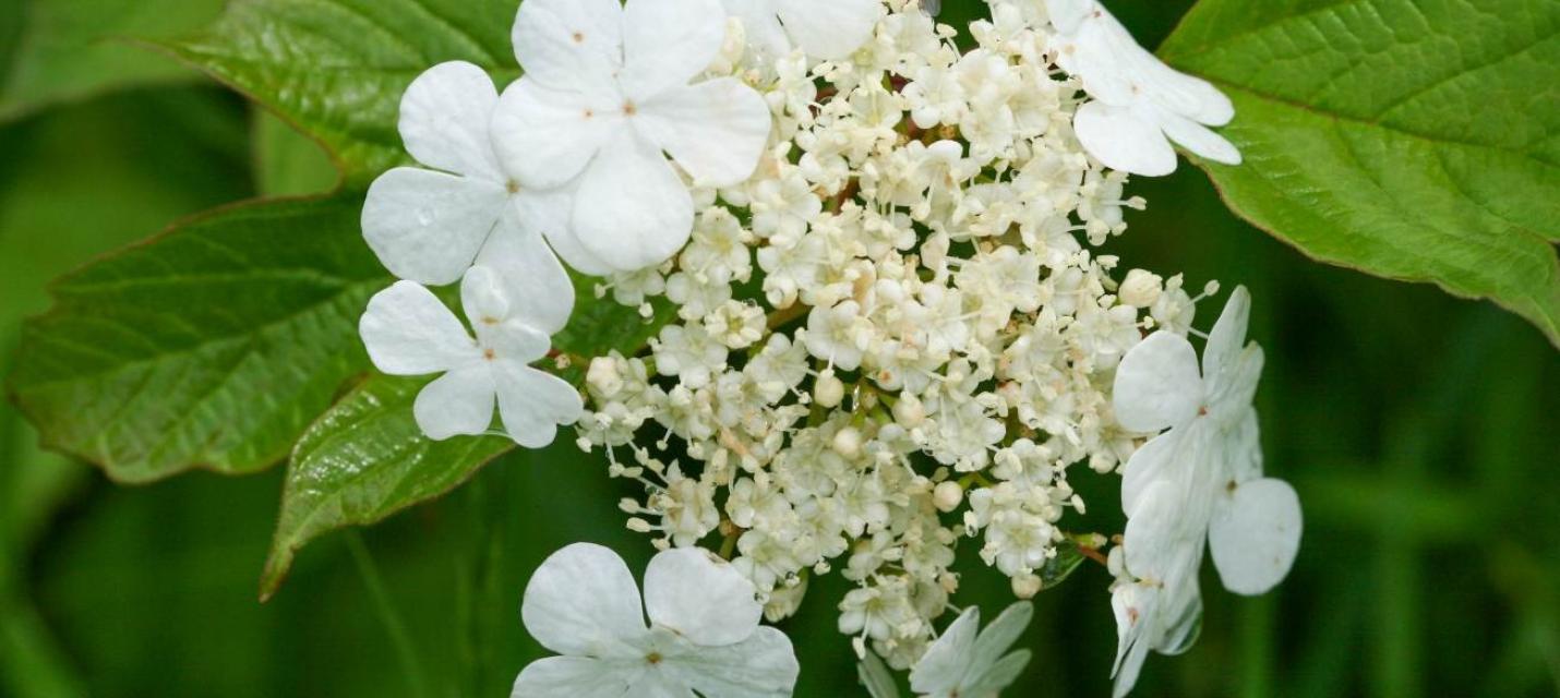 Der Gemeine Schneeball (Viburnum opulus), eine von vielen heimischen Gehölzarten, die es im Botanikkurs zu entdecken gibt.