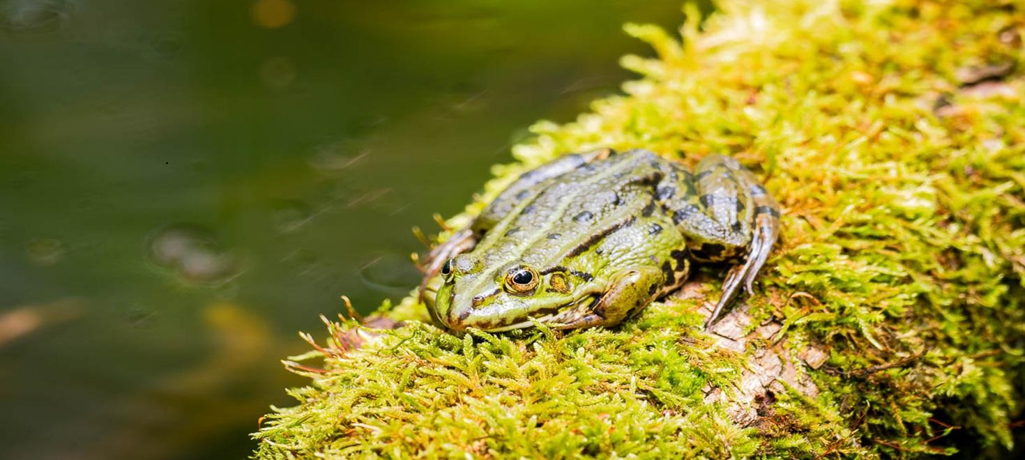 Amphibienschutz im Seebachtal